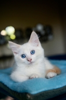 Picture of white kitten lying down