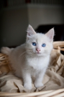 Picture of white kitten sitting in basket
