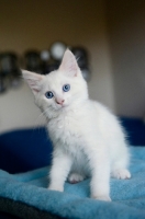 Picture of white kitten sitting