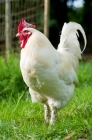 Picture of white leghorn cockerel standing in the grass