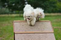 Picture of white lhasa apso and white miniature poodle crossing an obstacle together