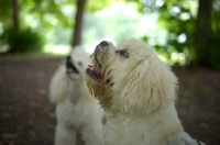 Picture of white lhasa apso ando white miniature poodle looking up, forest scenery