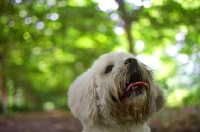 Picture of white lhasa apso in a beautiful forest scenery