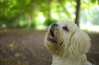Picture of white lhasa apso in a beautiful forest scenery