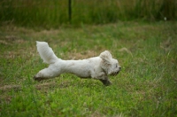 Picture of white lhasa apso running with tail up