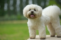 Picture of white lhasa apso standing