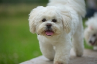 Picture of white lhasa apso walking