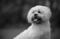 Picture of white lhasa apso with dirty mouth