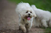 Picture of white lhasa apso with dirty paws walking on a path