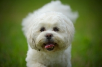 Picture of white lhasa apso with tongue out