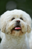 Picture of white lhasa apso
