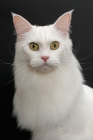 Picture of white Maine Coon on black background, portrait
