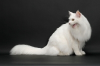 Picture of white Maine Coon on black background, hissing