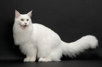 Picture of white Maine Coon on black background, sitting down