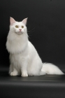 Picture of white Maine Coon on black background, sitting down