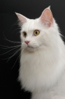 Picture of white Maine Coon on black background, looking away