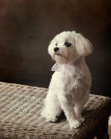 Picture of white Maltese dog sitting on basket