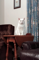 Picture of white Manx cat at home