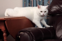 Picture of white Manx cat climbing onto chair