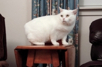 Picture of white Manx cat crouching on table