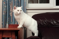 Picture of white Manx cat in lounge