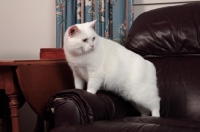 Picture of white Manx cat on leather chair
