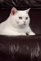 Picture of white Manx cat on sofa