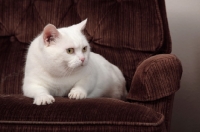 Picture of white Manx cat resting in chair