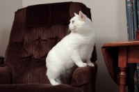 Picture of white Manx cat sitting on chair