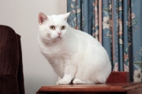 Picture of white Manx cat sitting on table
