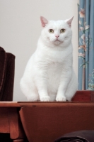 Picture of white Manx cat sitting on table