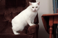 Picture of white Manx cat
