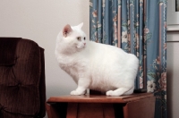 Picture of white Manx cat