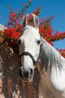 Picture of white marwari mare portrait, india