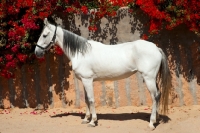 Picture of white marwari mare