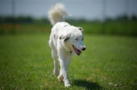 Picture of white merle australian shepherd walking in a field