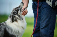 Picture of white merle australian shepherd looking up towards owner, owner petting her