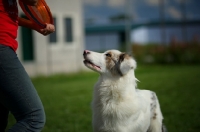 Picture of white merle australian shepherd looking up towards trainer