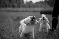 Picture of white miniature poodle and white lhasa apso looking up towards owner