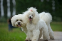 Picture of white miniature poodle and white lhasa apso together