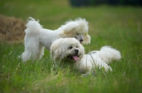 Picture of white miniature poodle and white lhasa apso resting together in the grass