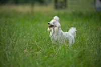 Picture of white miniature poodle in the tall grass