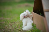 Picture of white miniature poodle looking back and licking her nose