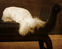 Picture of white Miniature Poodle lying on chaise longue
