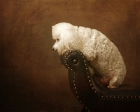 Picture of white Miniature Poodle on bench