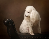 Picture of white Miniature Poodle on bench