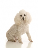 Picture of white miniature poodle on white background