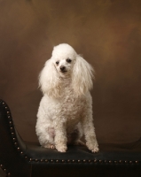 Picture of white Miniature Poodle posing in studio