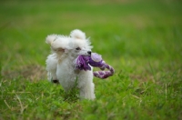 Picture of white miniature poodle retrieving a toy