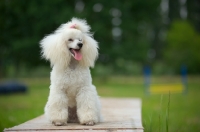 Picture of white miniature poodle sitting on a bench